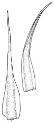 Campylopus pallidus representative growth form, leaves. Drawn from A.J. Fife 9602, CHR 477581.
 Image: R.C. Wagstaff © Landcare Research 2018 